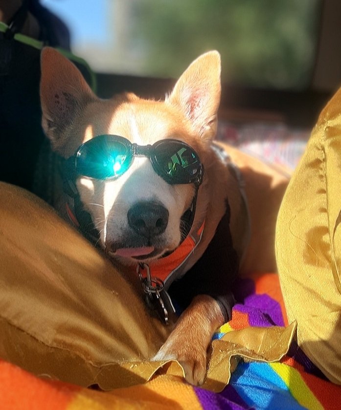 EltonSherrif's tweet image. Ok, to complete da pupdates on I, da Sheriff- here an eggsclusive pic of I with a mini TOT😛and then a pic as daddy is checking on I on my couch while having my afternoon nap. Wishing everypawdy happiness, vest health and love. Lots of love 💞🙏🐾🚔🐕🍀Sheriff Elton from Texas