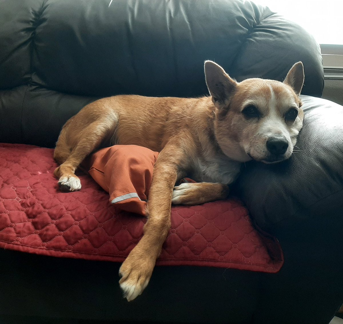 EltonSherrif's tweet image. Ok, to complete da pupdates on I, da Sheriff- here an eggsclusive pic of I with a mini TOT😛and then a pic as daddy is checking on I on my couch while having my afternoon nap. Wishing everypawdy happiness, vest health and love. Lots of love 💞🙏🐾🚔🐕🍀Sheriff Elton from Texas