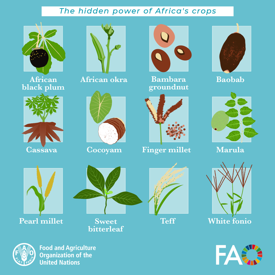 FAOGeneva's tweet image. Africa hosts a wealth of native crops that offer both nutritional benefits and sustainability.

It&apos;s time to rediscover Africa&apos;s #ForgottenCrops and their potential to transform agrifood systems for a future with #FoodSecurity and #HealthyDiets for all!

👉doi.org/10.4060/cc5044…
