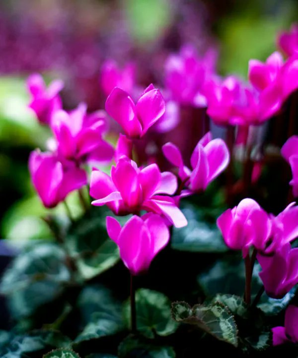 👋🌷Have a peaceful Friday #weekend everyone  😊🕊️🌹🦋☕️🌤️Rauhallista perjantaita #viikonloppua kaikille 😊🕊️🌹🦋☕️🌤️(Varpushaukka, Accipiter nisus) by Imran Shah (Syklaami) by Kristiina Kurronen