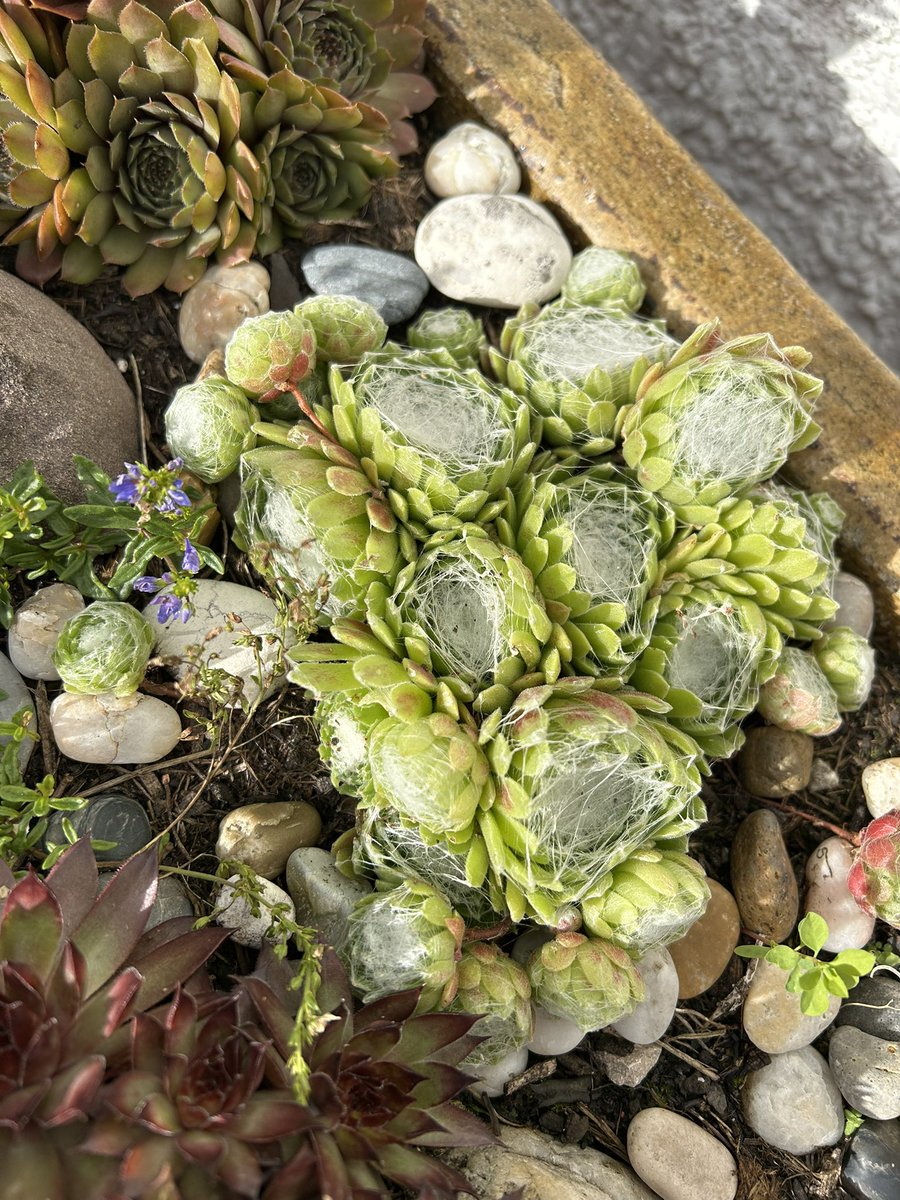 CarlyanneMcCon1's tweet image. My very small succulent garden for #FlowersOnFriday in a trough I bought online🌱🌱 No idea what they are all called but the pale green ones have produced web like stuff over the flowers that are quite cool😃