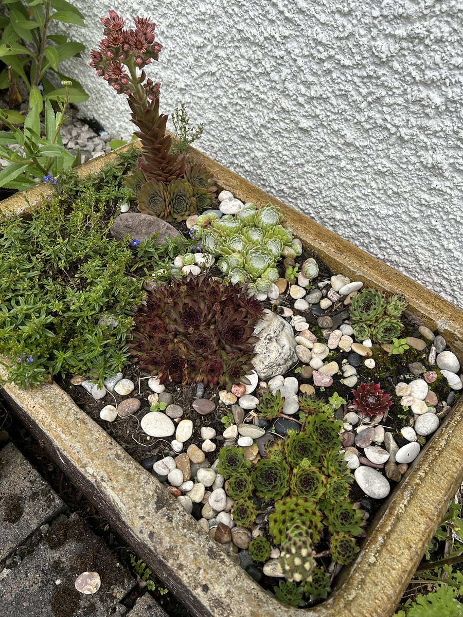 CarlyanneMcCon1's tweet image. My very small succulent garden for #FlowersOnFriday in a trough I bought online🌱🌱 No idea what they are all called but the pale green ones have produced web like stuff over the flowers that are quite cool😃