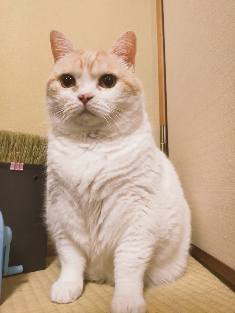 猫Hoshitam☆SS まさまさ(猫) on X: 