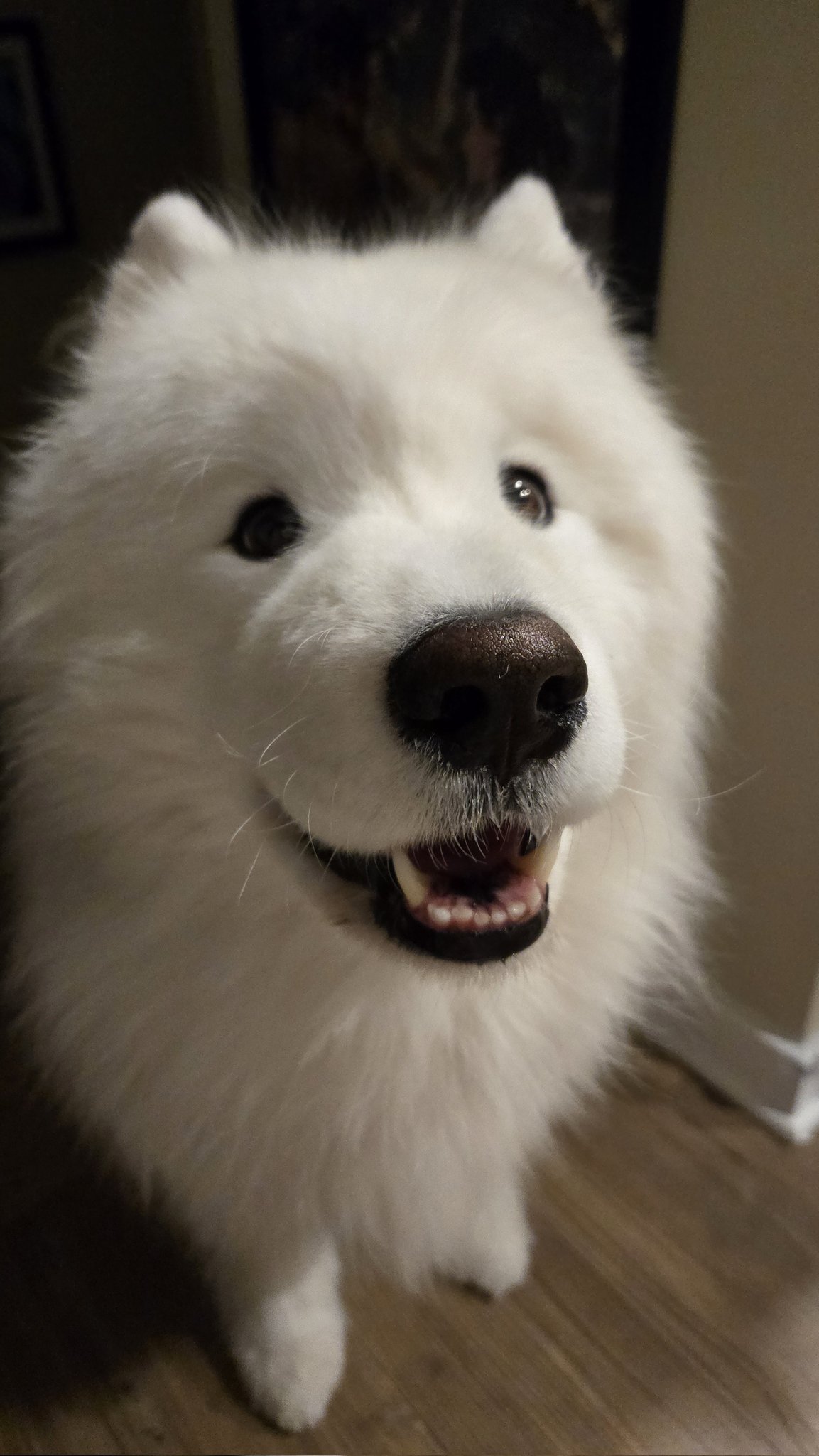 しろい犬 EfT1qXtQ_200x200.jpg