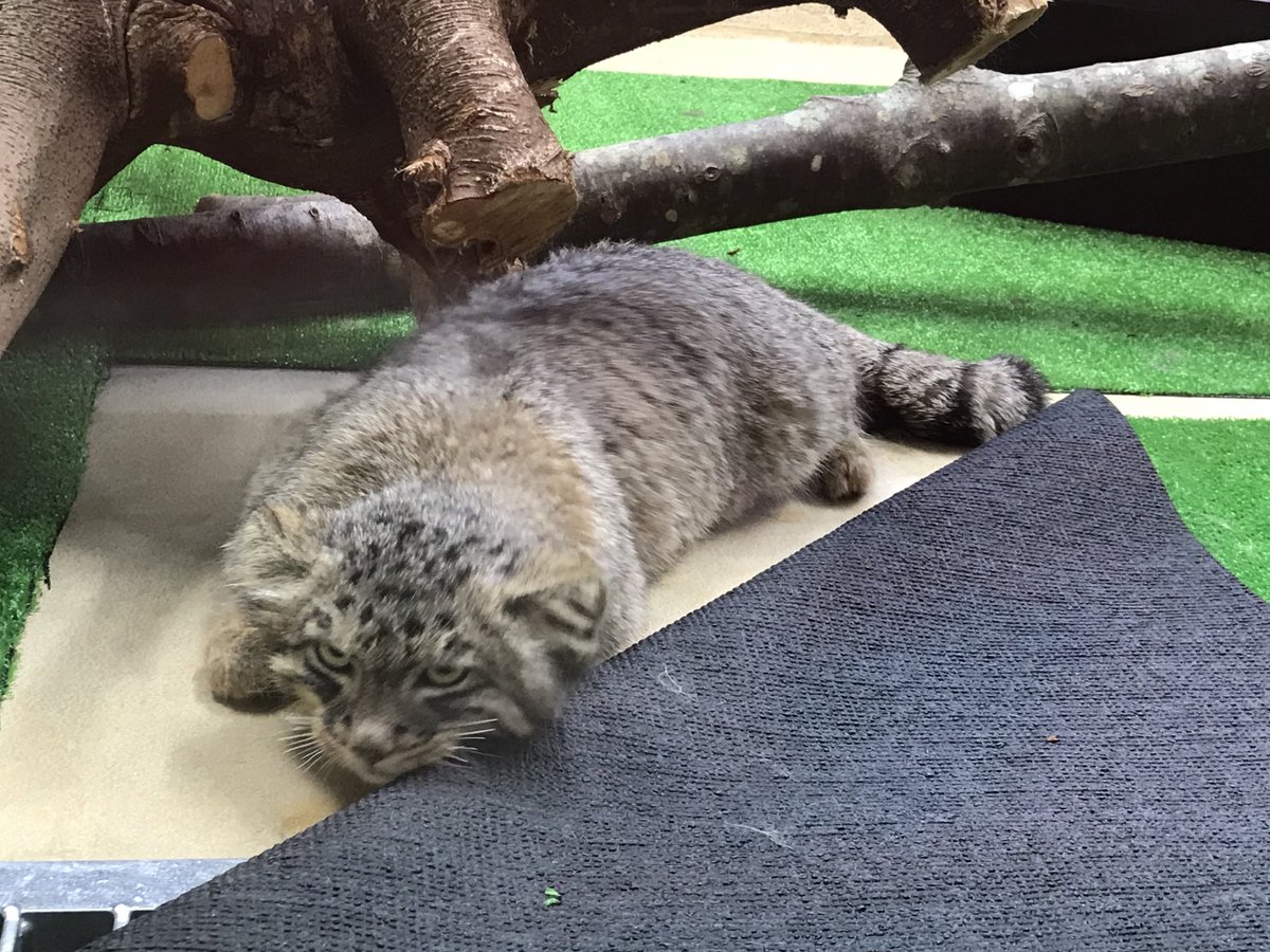 mitaka_doooon's tweet image. 本日のマヌルネコです🐱

ぐでマヌル。

#マヌルネコ #アズ 
#那須どうぶつ王国