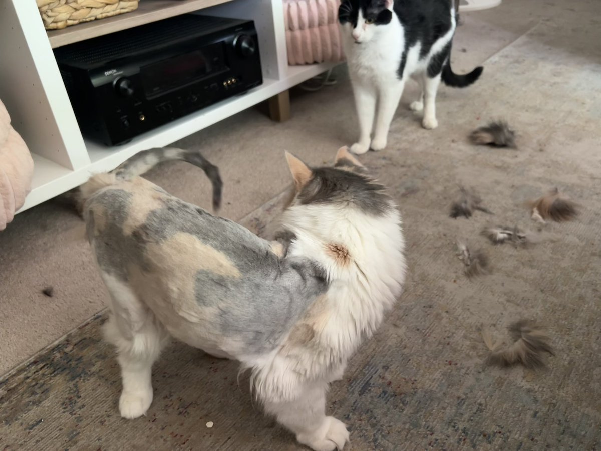 MandyforCO's tweet photo. Between my Zoom mtgs today I managed to shave some mats off my cat. As I said to my aide, “Why go to a groomer when you can make your cat look fugly for FREE???”Bwahahaha. Sorry Harlow. 
🙀😁 Btw, cat-mom Mandy is so proud of HB25-1137 (a bill to help community cats). #coleg https://t.co/LZ4ZnGXm2w