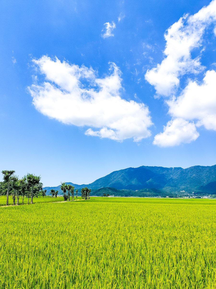 j_rakuda's tweet image. 夏の越後平野