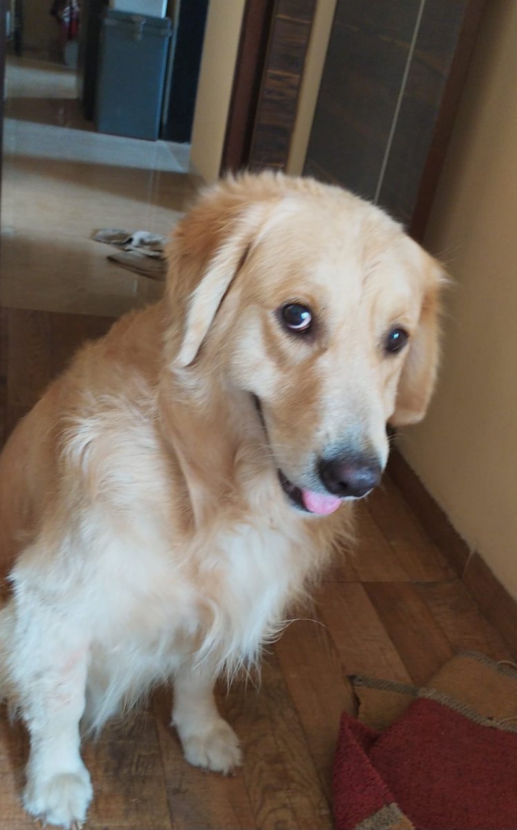 Asking for a friend:

🔴 URGENT APPEAL: Canine Blood Donor Needed 🔴
Please help us save Bruno 🙏
Our beloved pet Bruno, a 9-year-old Golden Retriever, is battling an aggressive form of cancer (high-grade sarcoma). He has a chronic non-healing wound on his left hind leg, and