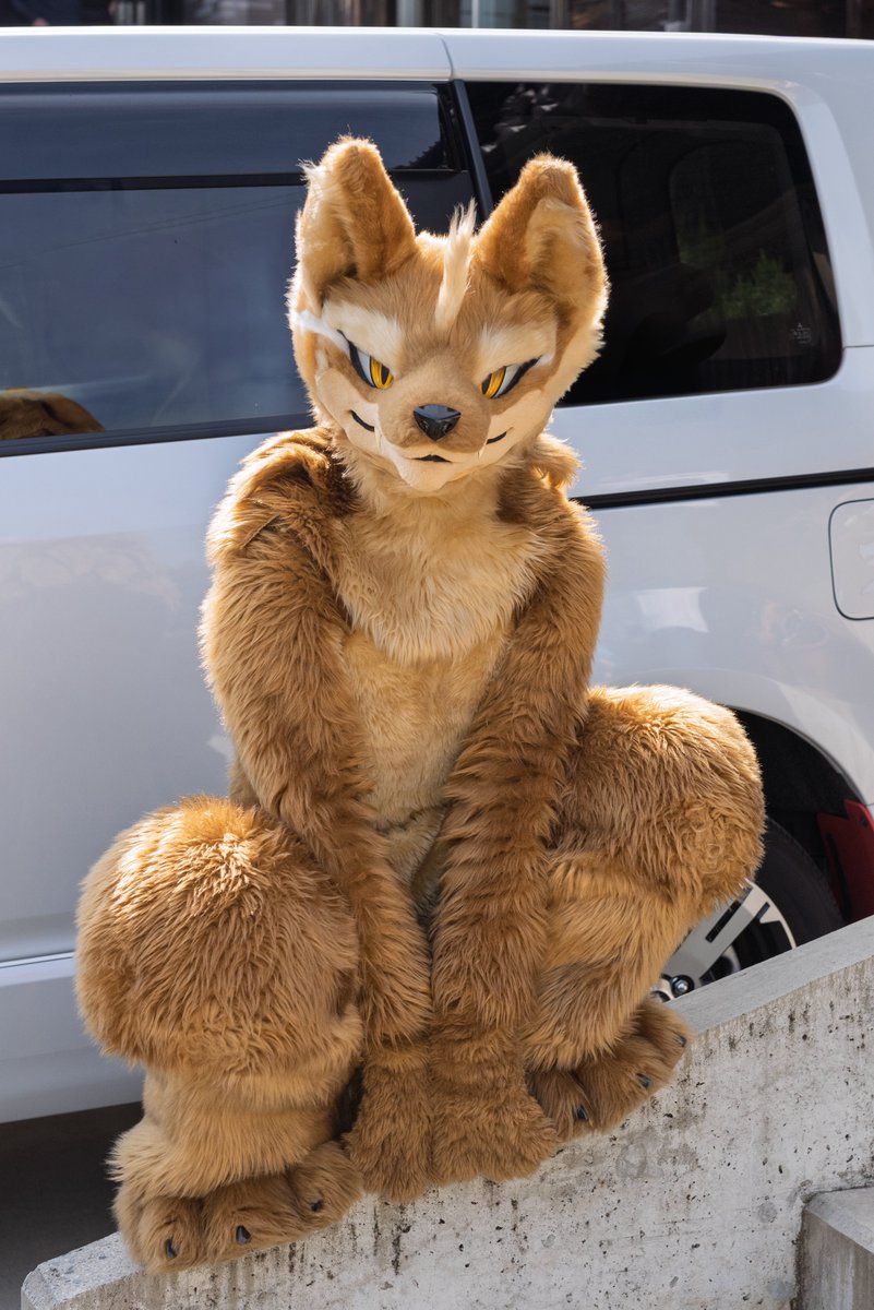 おすわりあろっくくん🐾

#やまいぬカフェ
#FursuitsFriday