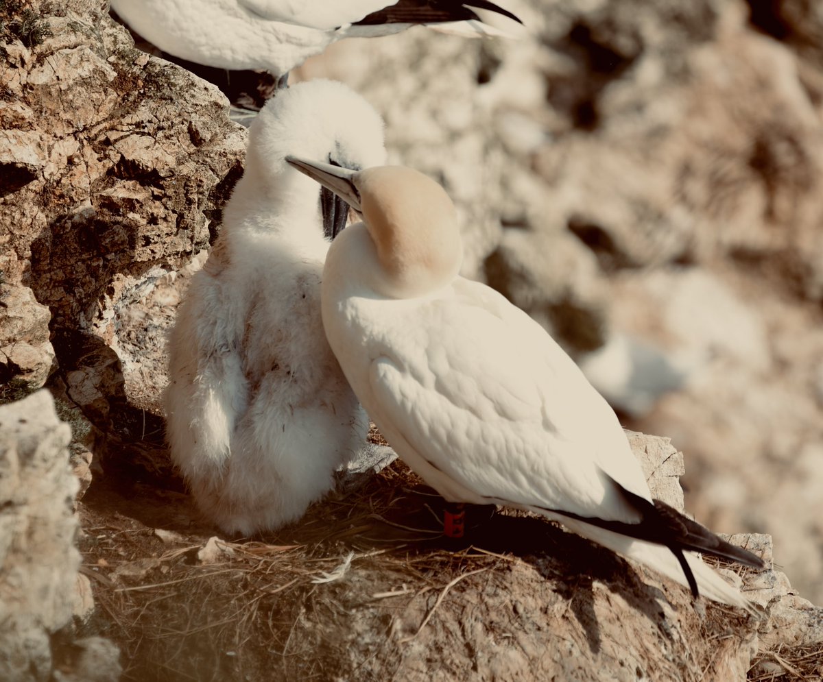 50notout's tweet photo. Northern Gannet and Guga at Bempton Cliffs last week. https://t.co/eJhW6iKPMV