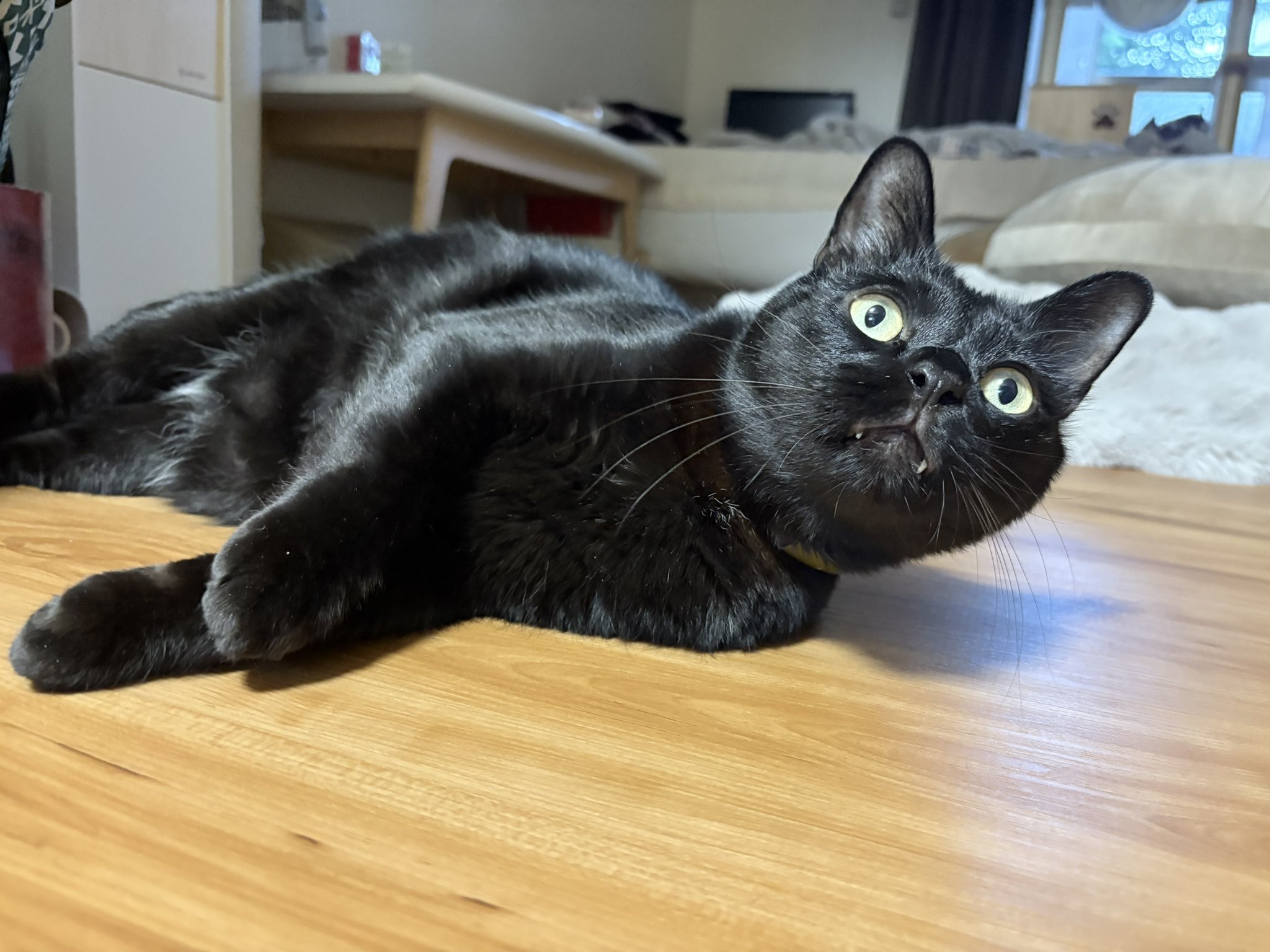 黒猫 黒猫ジジさん on X: 