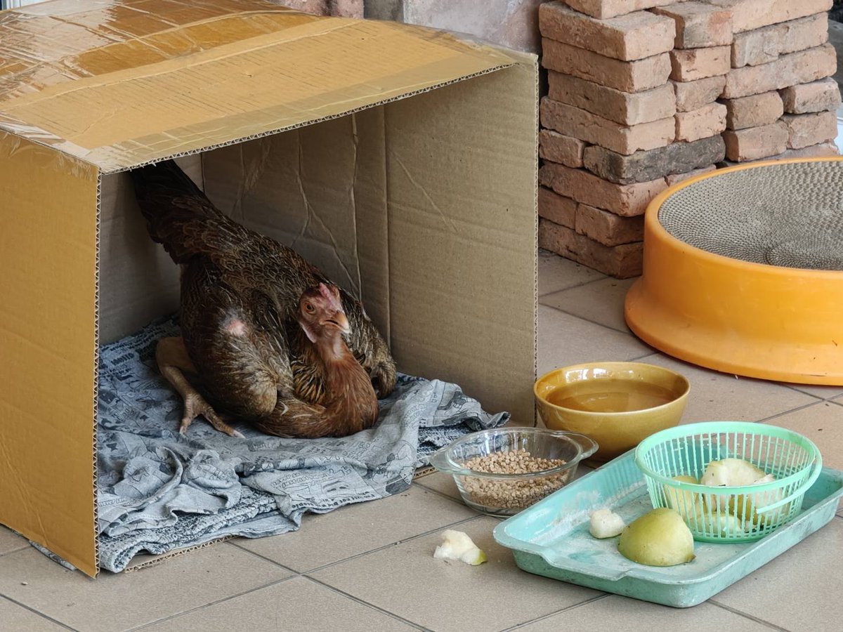 Ajarncom's tweet image. Our resident stray chicken (Sandy) looks like it's getting well looked after by my sister-in-law.