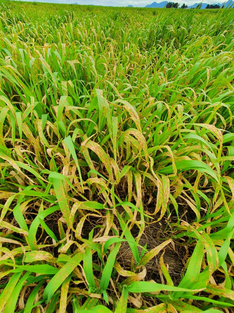 Kithsiri Jayasena (@kithsirijayase3) on Twitter photo Triple threat: NFNB in WA
Location specific management essential, especially under high disease pressure & conducive conditions. Mixtures epoxi+ pyraclostrobin;prothio+ bixafen;mefentrifluconzole+ fluxapyroxad are good. (Source:CCDM)<a href="/Stirlings2Coast/">Stirlings to Coast Farmers</a> <a href="/GRDCWest/">GRDC West</a> <a href="/DPIRDbroadacre/">DPIRD Broadacre - WA Grains & Livestock</a> Triple threat: NFNB in WA
Location specific management essential, especially under high disease pressure & conducive conditions. Mixtures epoxi+ pyraclostrobin;prothio+ bixafen;mefentrifluconzole+ fluxapyroxad are good. (Source:CCDM)<a href="/Stirlings2Coast/">Stirlings to Coast Farmers</a> <a href="/GRDCWest/">GRDC West</a> <a href="/DPIRDbroadacre/">DPIRD Broadacre - WA Grains & Livestock</a>