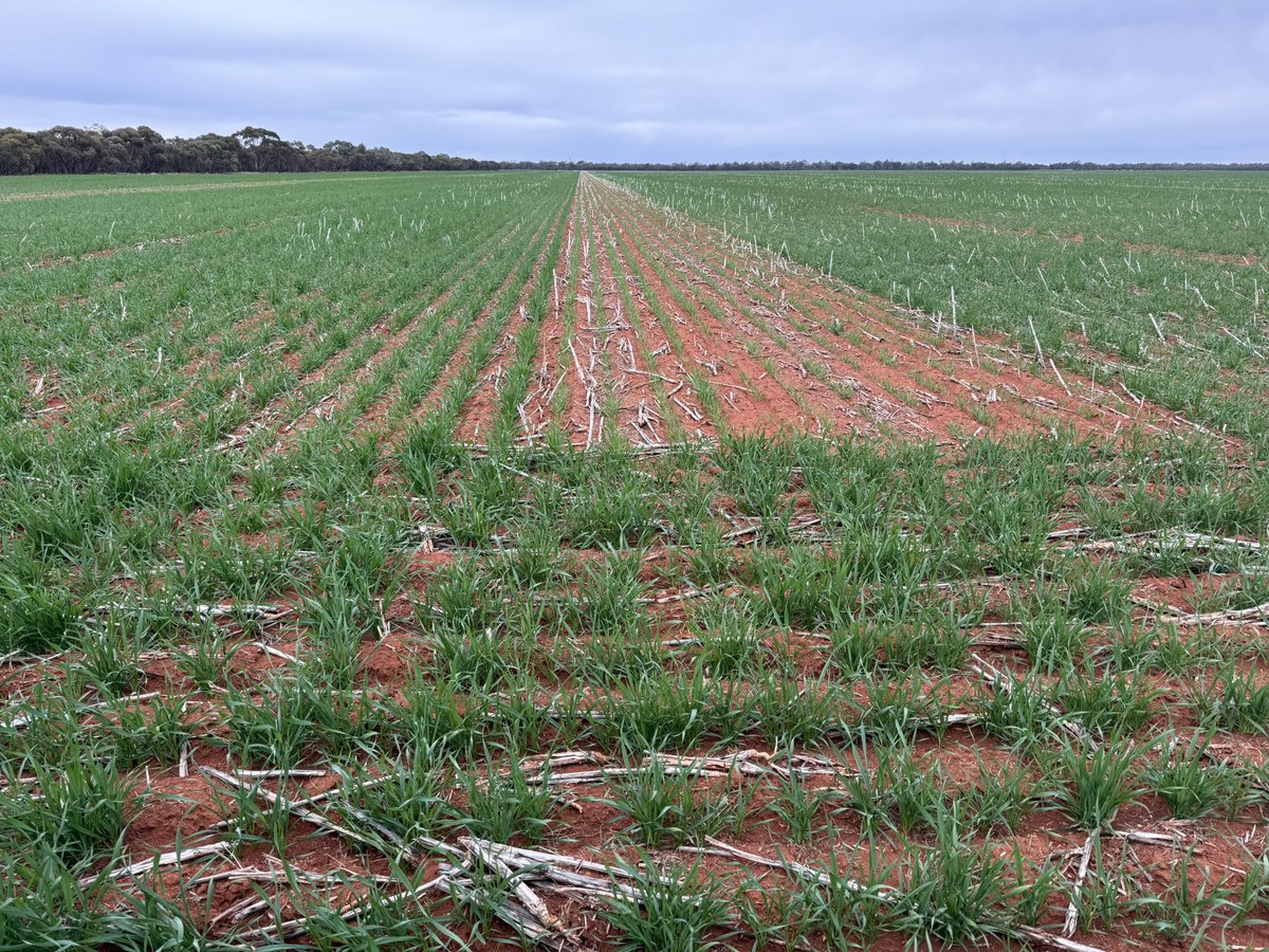 Barry Haskins (@agrobaz) on Twitter photo More p fert response pics on canola stubble. Soil p here usually 20-30mg/kg colwell p. Soil pH 5.5 cacl2. More p fert response pics on canola stubble. Soil p here usually 20-30mg/kg colwell p. Soil pH 5.5 cacl2.