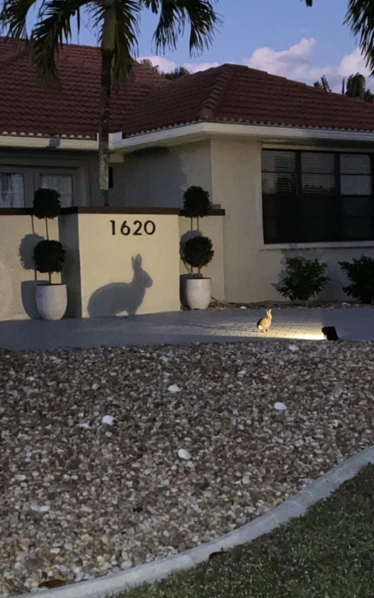 RabbitLoversUSA's tweet image. I took a walk and was treated to a wonderful surprise, a shadow puppet show from a little rabbit!🖤