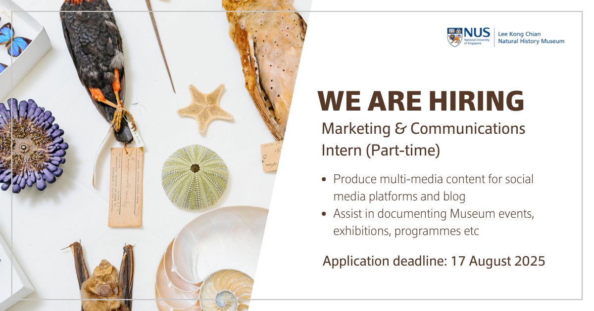 lkcnhm's tweet image. [Job Opportunity]

We are looking for a part-time Marketing &amp;amp; Communications Intern who is passionate about producing content for social media and documenting events!

Deadline: 17 August 2025 (or when the position is filled)

Learn more or apply here: lkcnhm.nus.edu.sg/jobs/marketing…