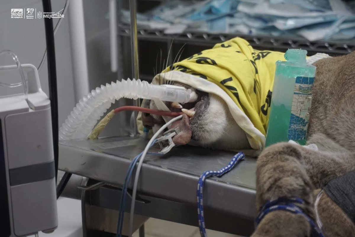 ¡Triste noticia! 😢

Derivado de las múltiples lesiones por el atropellmiento, así como por un problema pulmonar y daño en su estómago, el #puma rescatado ayer por personal de Profepa y #ZooMorelia falleció hoy a las 14:00 horas.