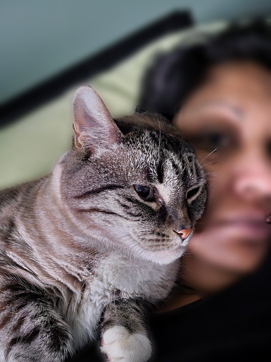 snekblaster's tweet image. Time for....
SQUISHY FACE.
(I wun).
#CatsOfTwitter #catsofx #cats #catsontwitter