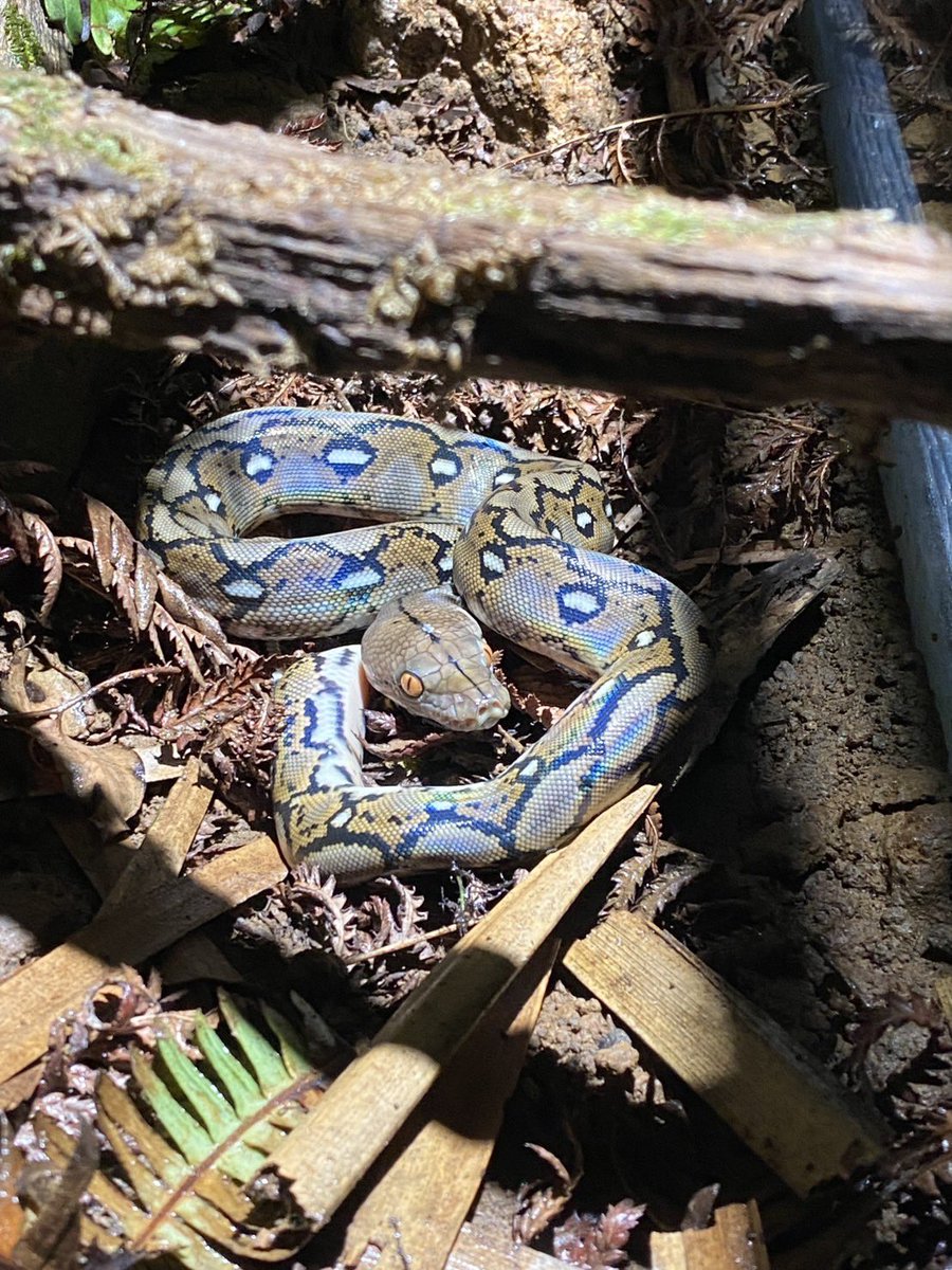 iZoo_iZoo_'s tweet image. iZoo産まれの🐍
アミメニシキヘビ（Malayopython reticulatus）
の幼体の展示が始まりました。

世界最長になるヘビとして知られている本種ですが、産まれてまもない小さなサイズをこの夏はご覧いただけます。
#ニシキヘビ　#世界最長　#爬虫類