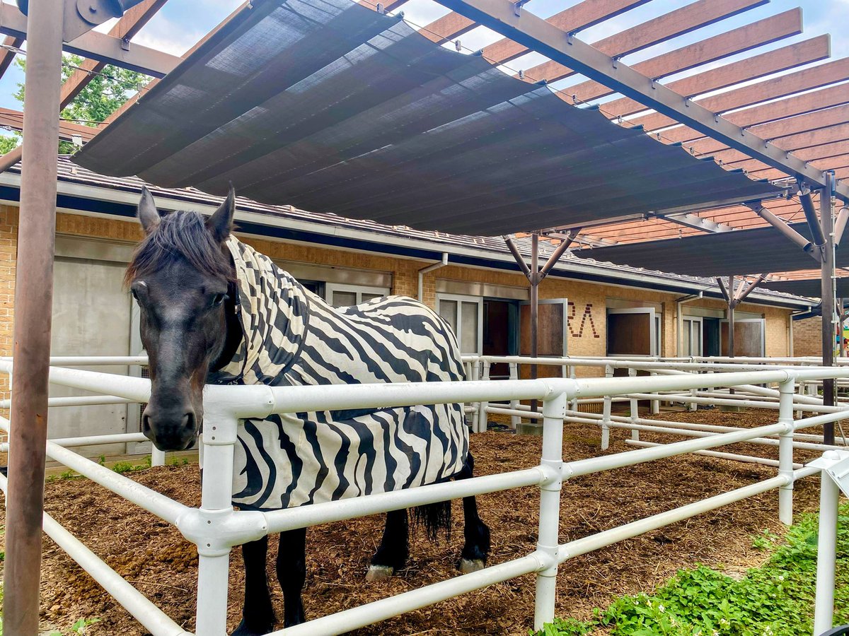 Tsm7Wk's tweet image. 平日、静かな東京競馬場🏇