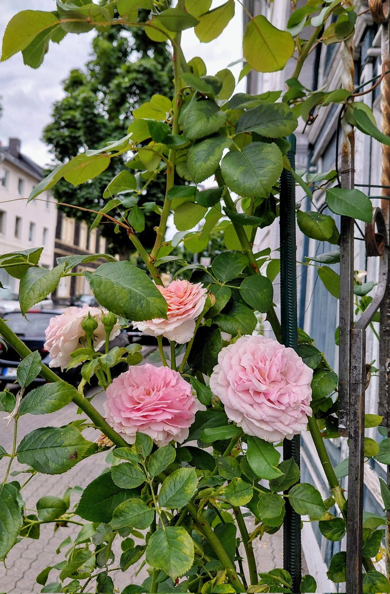 UMZiegeroski's tweet image. Guten Morgen! Schönen #Freitag! Good morning! Beautiful #Friday! 🌤🫂🫶☕️🥐🫖🍵📚✍️🎶🎧💐🪴🌳🍎🍌🥗🚶♀️👟🛒📱 Passt gut auf Euch auf; Gott segne und beschütze euch! Take care of yourselves; God bless and protect you! 🕊🙏 #truelove #health #movement #relax #walk #nature #flowers