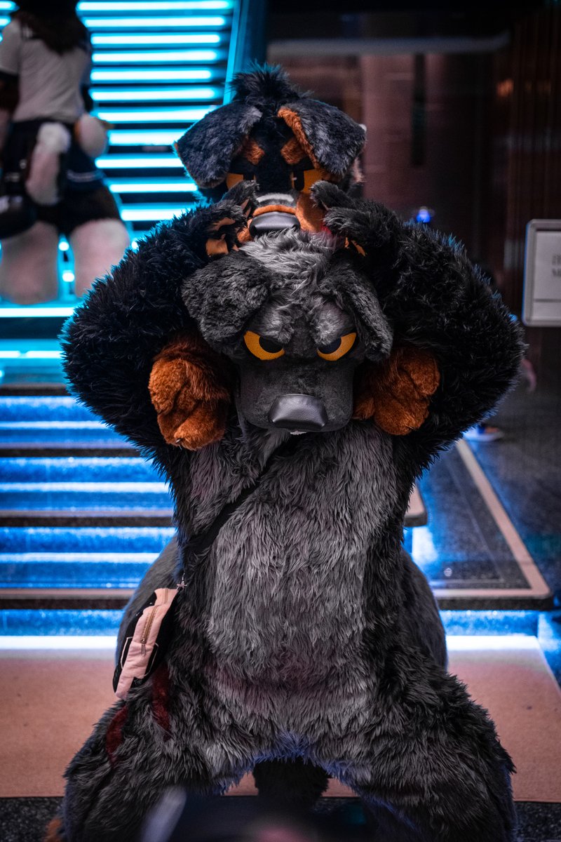 Badogbagel's tweet image. wan wan combine!
🐕 @LOBO_Rottie
📷 @loynuwu
#FursuitFriday