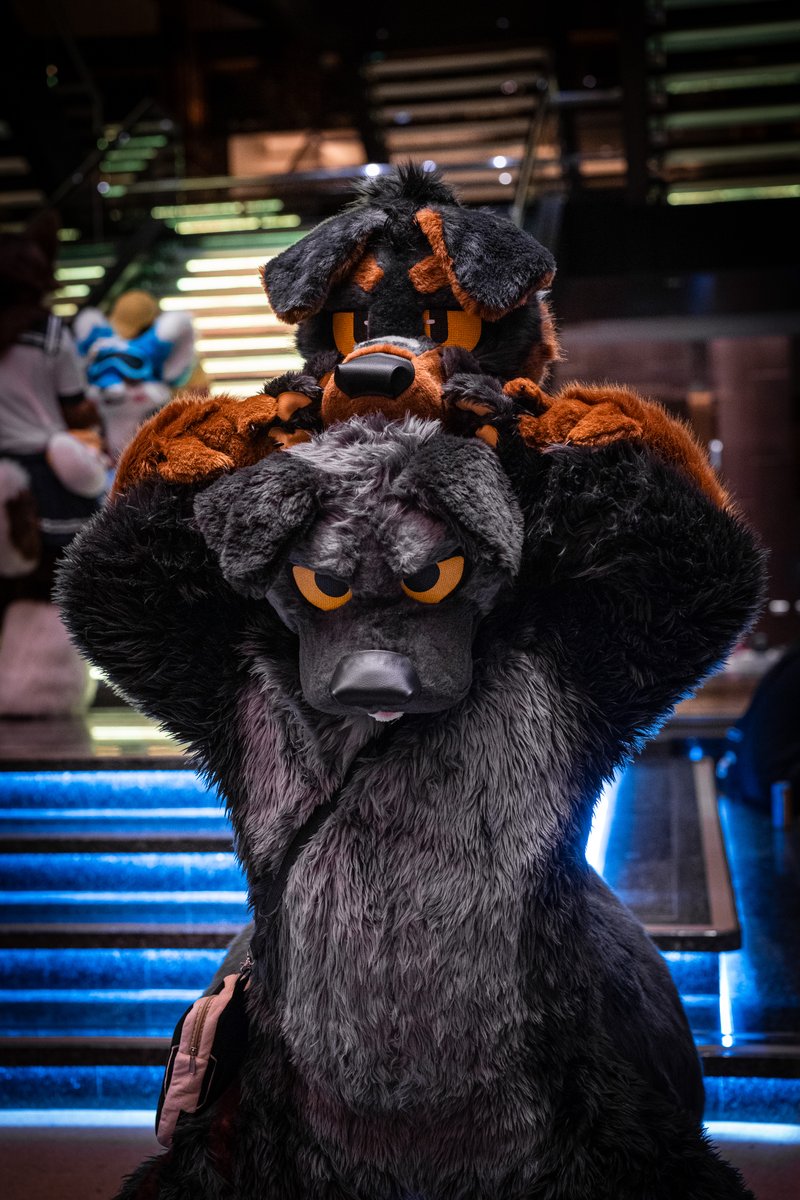 Badogbagel's tweet image. wan wan combine!
🐕 @LOBO_Rottie
📷 @loynuwu
#FursuitFriday