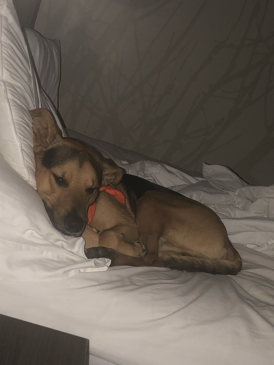 buddydawg77's tweet image. Goodnight Patriots, see you all tomorrow in crazy town! 🇺🇸🇺🇸