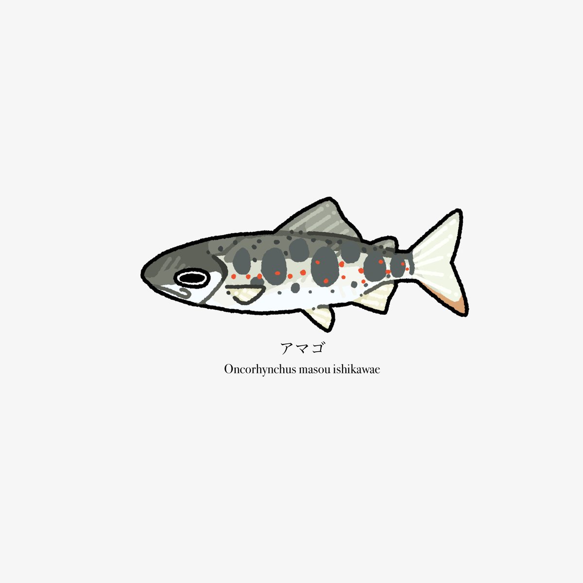 Uebara_day's tweet image. 🐟80日目
ｱﾏｺﾞ
