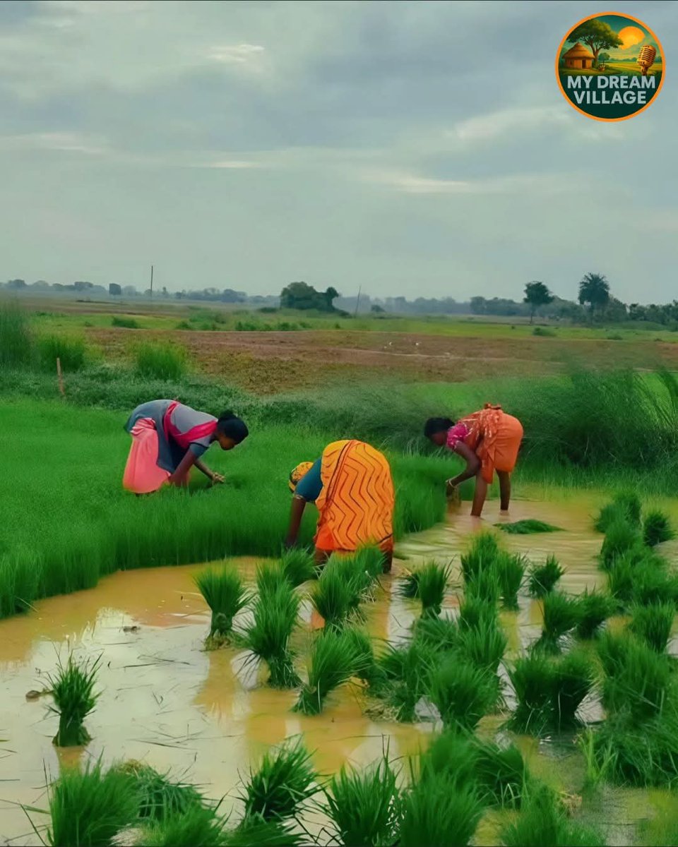 rakeshbair64134's tweet image. 👩🌾 हाथ में मिट्टी, दिल में सपने... 🌾
हर बूँद पसीने की बनती है अन्नदाता की कहानी।
ये महिलाएं सिर्फ खेत नहीं सींच रहीं,
बल्कि पूरे देश का पेट भरने की जिम्मेदारी निभा रही हैं।
#MyDreamVillage में यही है असली शक्ति 💪🌿
📸 गाँव की नारी — मेहनत, आत्मनिर्भरता और समर्पण की मिसाल।