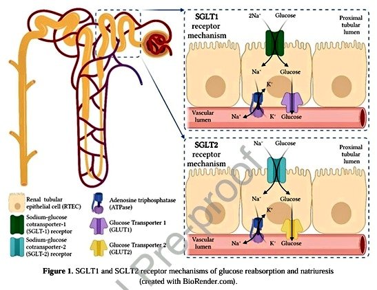 🔰iSGLT2 y aterosclerosis

✅Esta revisión integra la evidencia preclínica y clínica sobre el papel de los iSGLT2 en la ECVA y sus manifestaciones. 
✅Analiza las interacciones farmacológicas con medicamentos antiateroscleróticos y sus posibles perfiles de efectos adversos.