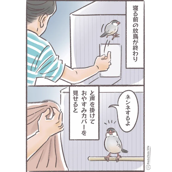 おやすみカバーをかける直前の2号の後ろ向きスタンバイ姿勢が好きすぎる
#文鳥 
#4コマ漫画 