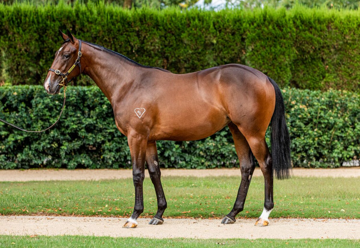 NewgateFarm's tweet image. NEW winner for BRUTAL⚡️
The Alan Osburg bred BRUTAL EYES becomes winner no.31 this season for her sire🔥
A @torryburnstud @inglis_sales Classic graduate🎓
Congratulations to the @MKelleyRacing stable & all winning connections👏👏