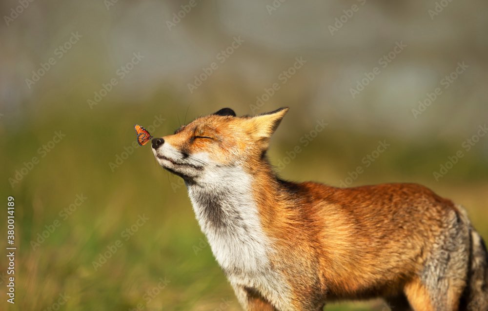 Captain_loggie's tweet image. Me watching the 3 day of furry twitter drama going down knowing I have no enemies