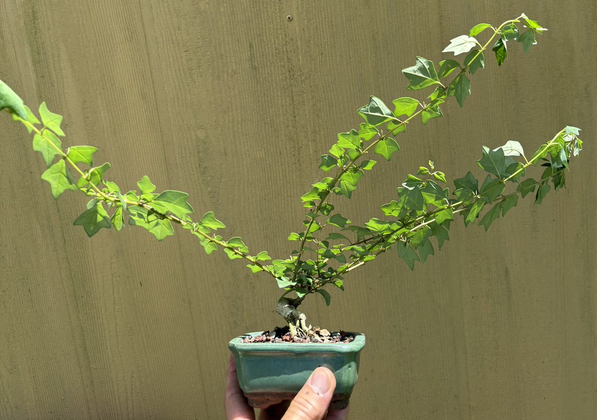 Emblem Bonsai tweet media