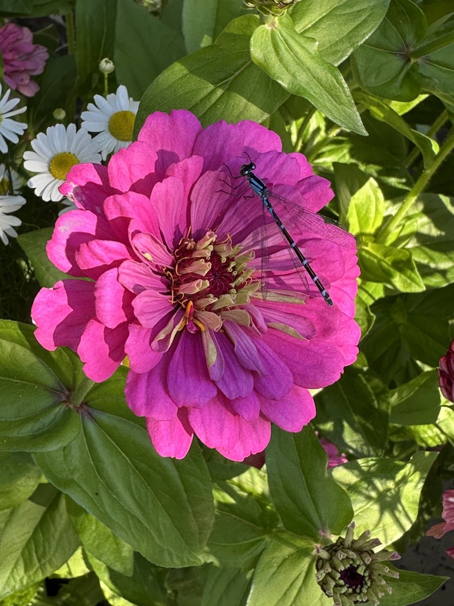 tinykarin's tweet image. Went to say good morning to my zinnias found a beautiful friend
#damselfly #flowers #garden