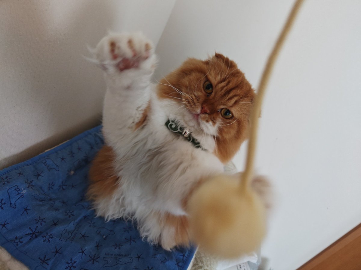 oremimidanodano's tweet image. はみ毛が気になっちゃう😅

 #猫のお手入れ  #茶トラ  #猫好き
 #猫好きさんと繋がりたい