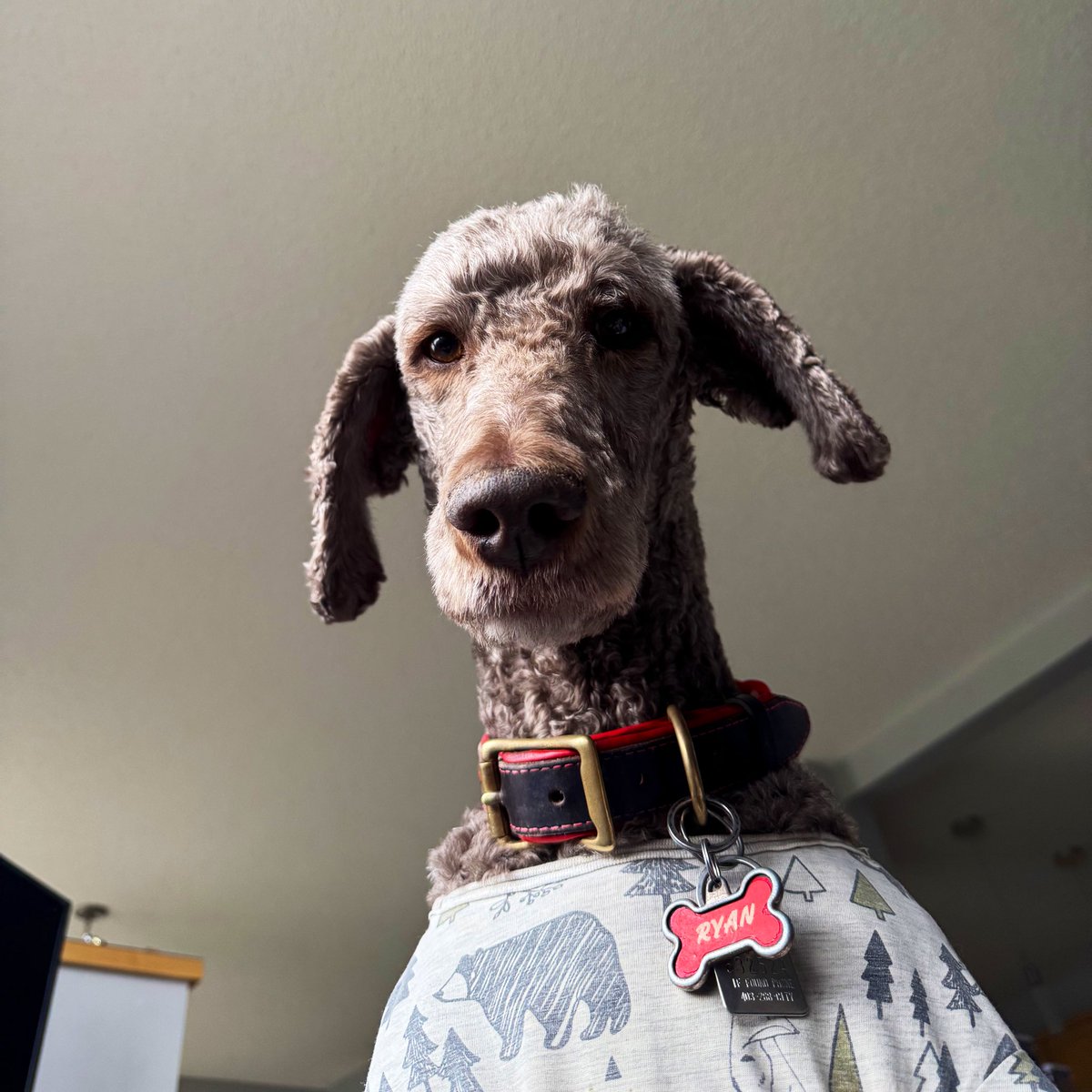 Ryan_the_Spoo's tweet image. It’s time to go for a walk!! Let’s go!! #spoo #spooinjammies