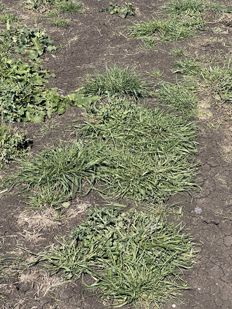 Prof (Weed Science) Bhagirath Chauhan (@bschauhan76) on Twitter photo Beware: Annual ryegrass is spreading now around Dalby; probably resistant to most POST herbicides bcoz came from southern regions. Get rid of it before becomes serious. <a href="/GRDCNorth/">GRDC North</a> <a href="/QAAFI/">QLD Alliance for Agriculture & Food Innovation</a> <a href="/UQWeedScience/">Chauhan lab UQ</a> Beware: Annual ryegrass is spreading now around Dalby; probably resistant to most POST herbicides bcoz came from southern regions. Get rid of it before becomes serious. <a href="/GRDCNorth/">GRDC North</a> <a href="/QAAFI/">QLD Alliance for Agriculture & Food Innovation</a> <a href="/UQWeedScience/">Chauhan lab UQ</a>