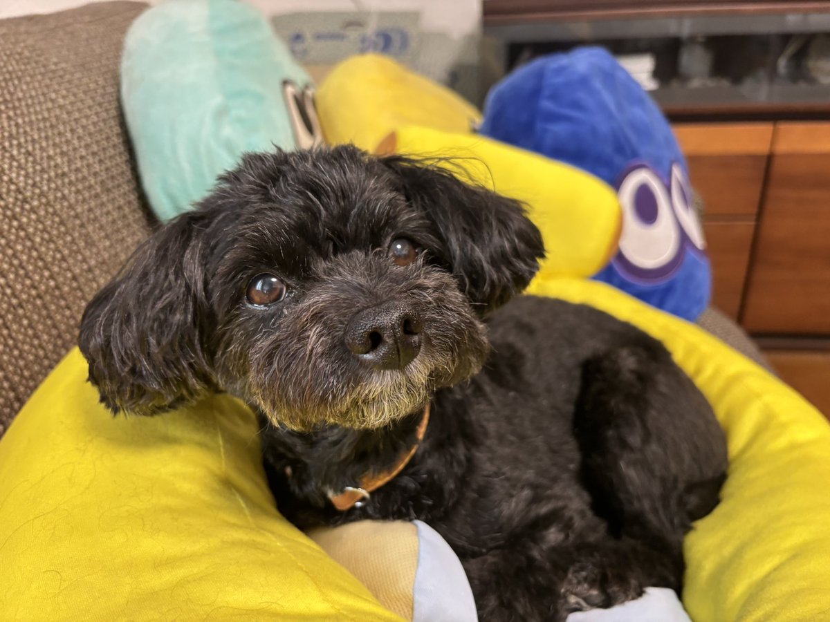 akr_0211's tweet image. すっかり忘れてたけど昨日24日、ごまちゃん12歳になりました🐕🦺
だんだん段差も躊躇うようになってきてるけどまだまだ元気なおばあちゃん🐕🦺
今年も元気に過ごしてね