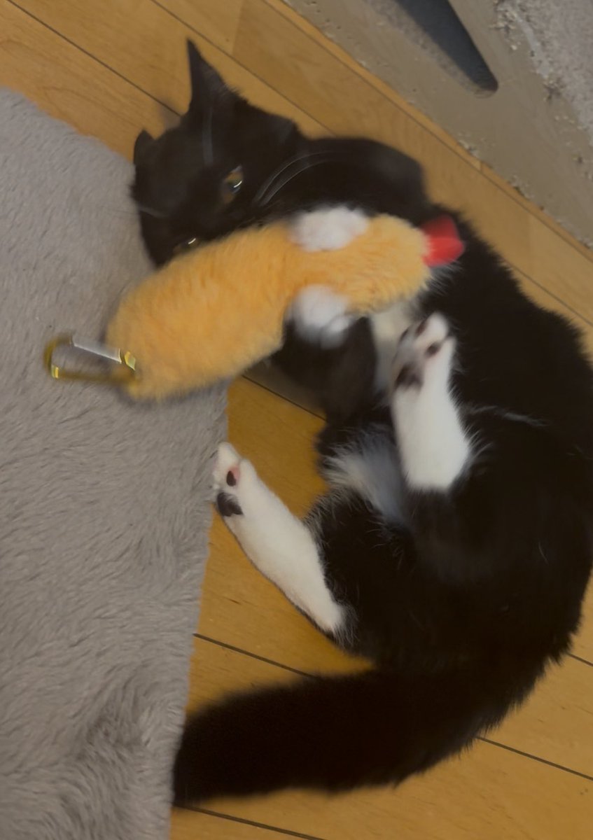 tavi_sapien_s's tweet image. 耳がとっちらかってる