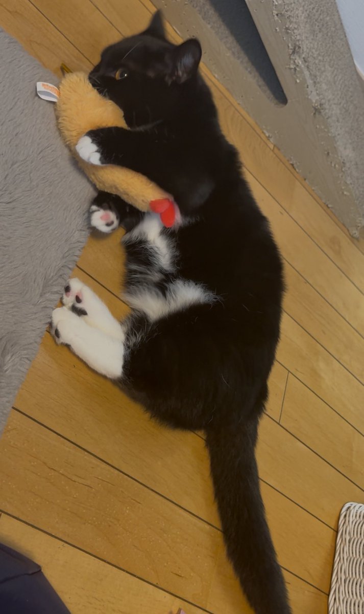 tavi_sapien_s's tweet image. キュート