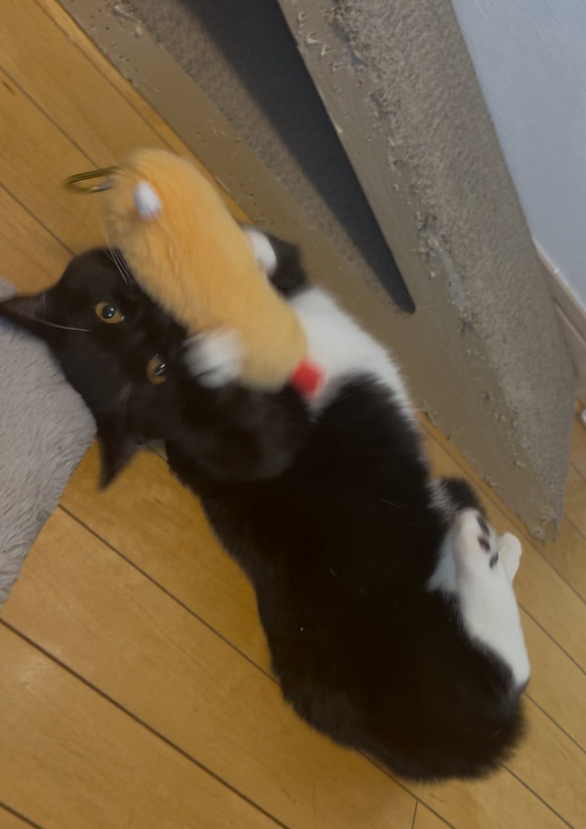 tavi_sapien_s's tweet image. キュート