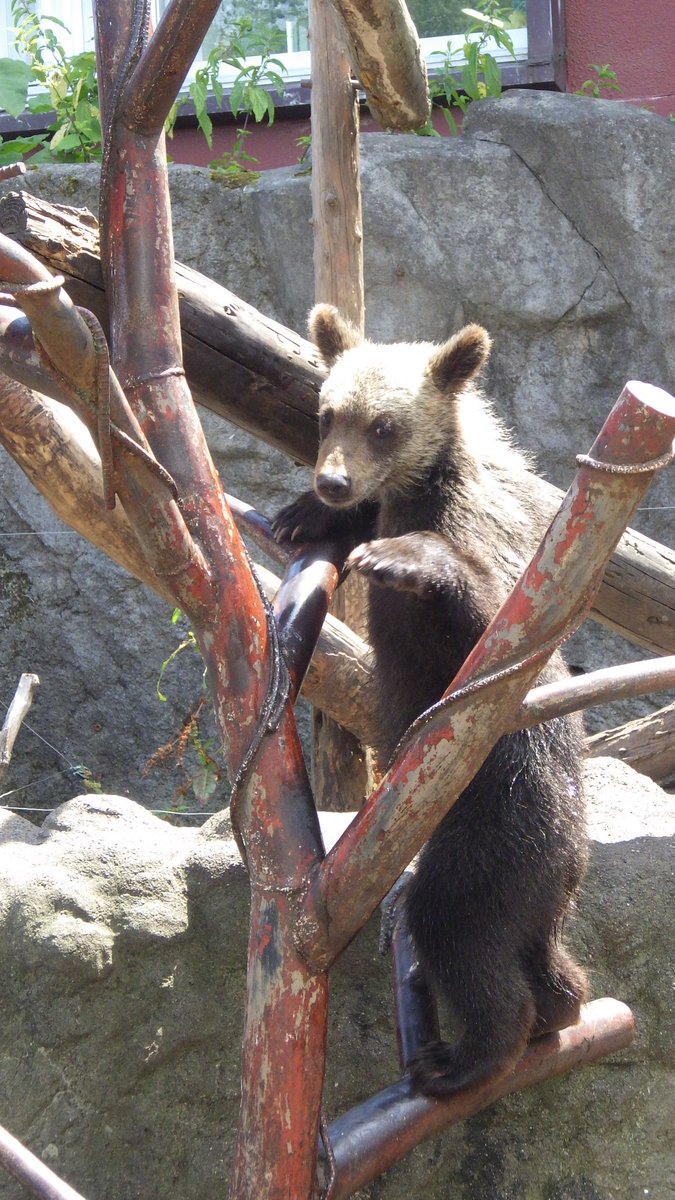bearpark_jp's tweet image. 見よ!このバランス感覚!!
#アイナ #成長期 #バランス感覚 #子グマ
#のぼりべつクマ牧場 #クマ牧場 #登別 #エゾヒグマ #北海道
#noboribetsubearpark #noboribetsu #brownbear #hokkaido
