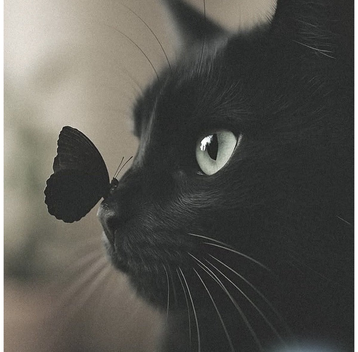 KBrodek's tweet image. Einen schönen guten Morgen einen zauberhaften Tag ♥️☕️🙋‍♂️😻🍀☘️