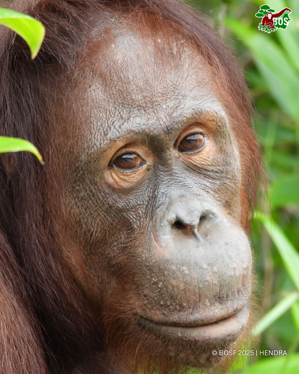 #POTW 📸 Captured by Hendra

If you need a reason to smile for today, Oka got you covered!🦧😊

#SaveOrangutans