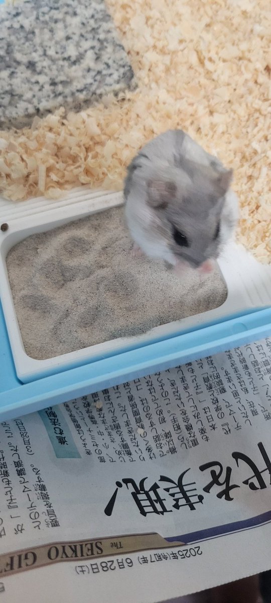 chasotarachan's tweet image. スロープで登りやすくなったみたいで砂場で休憩してる🐹
gigiさんありがとうございます!!ほんとにほんとに良かった〜。砂場から出るときに足引っかかって転んでたから…
#ハムスターきなこ
#ハムスター
#ハムスターのいる暮らし