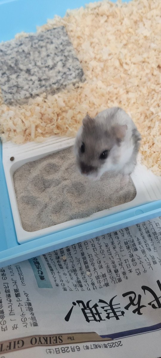 chasotarachan's tweet image. スロープで登りやすくなったみたいで砂場で休憩してる🐹
gigiさんありがとうございます!!ほんとにほんとに良かった〜。砂場から出るときに足引っかかって転んでたから…
#ハムスターきなこ
#ハムスター
#ハムスターのいる暮らし