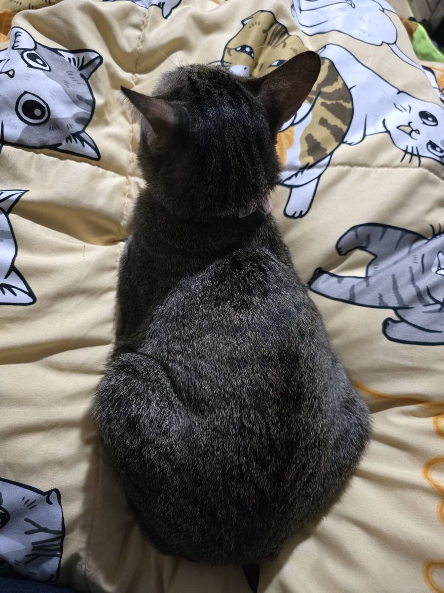 How many cat is too many??