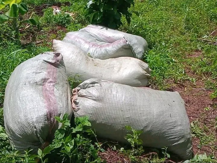 U_E_C_O's tweet image. Your garden/ farm shouldn't be a killing zone for biodiversity. Organic farming boosts biodiversity by avoiding harmful pesticides and fertilizers. It supports bees, butterflies, soil microbes, and natural pest predators. Protecting wildlife starts with how we grow our food.